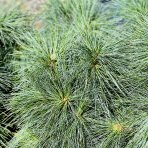 Borovica schwerinova (pinus schwerinii) ´WIETHORST´ - výška 30-40 cm, kont. C5L